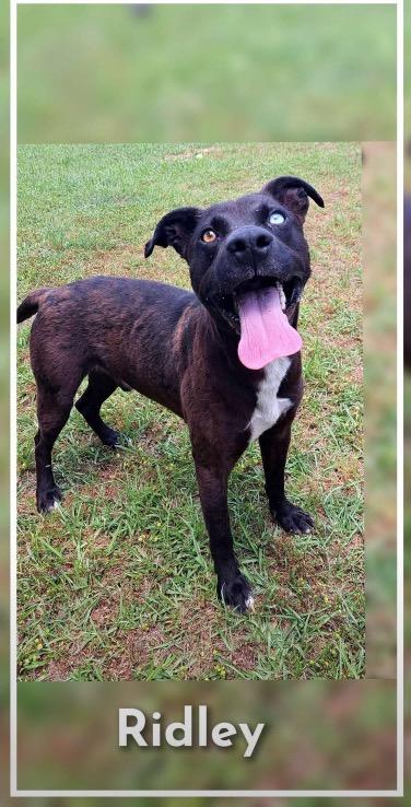 Ridley, Adoptable, Young Male American Staffordshire Terrier & Mixed Breed.