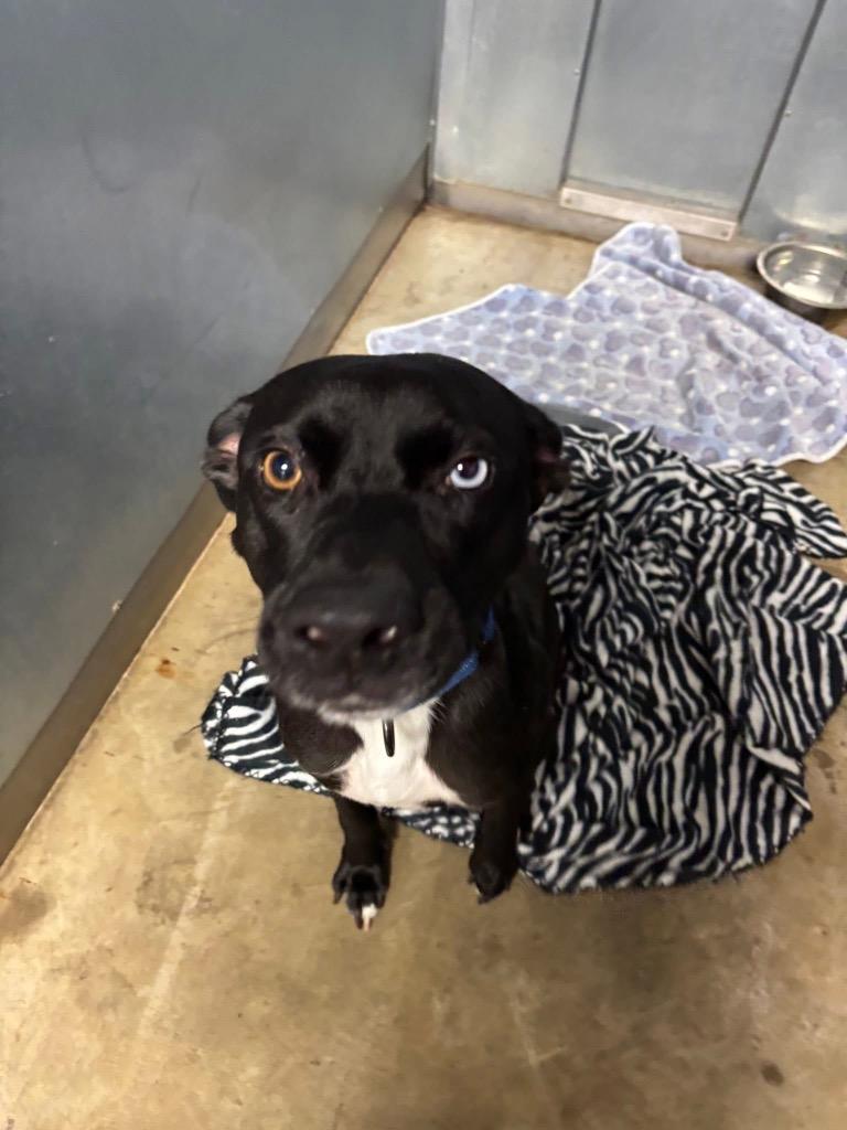 Enlarge Ridley, a Adoptable mixed breed in Charlotte, MI image 2/6