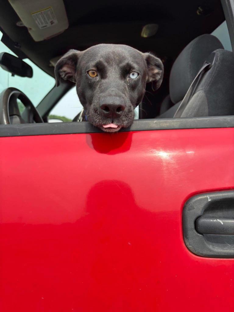 Enlarge Ridley, a Adoptable mixed breed in Charlotte, MI image 3/6