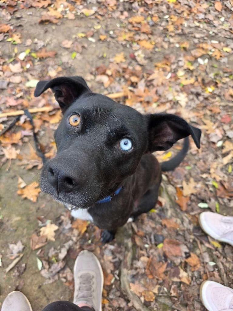 Enlarge Ridley, a Adoptable mixed breed in Charlotte, MI image 4/6