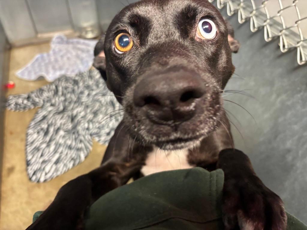 Enlarge Ridley, a Adoptable mixed breed in Charlotte, MI image 6/6