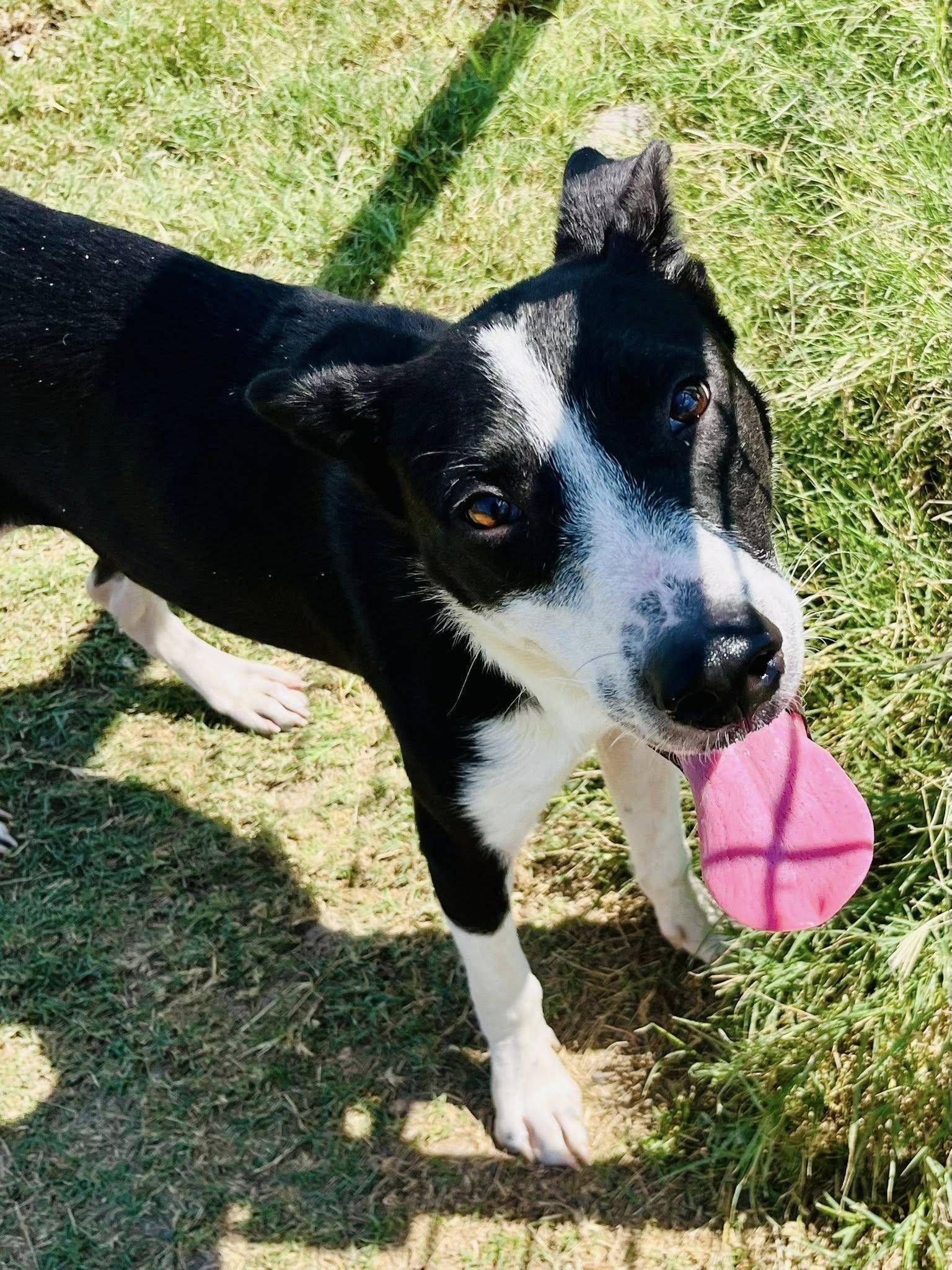 Captain, Adoptable, Young Male Border Collie & Mixed Breed.