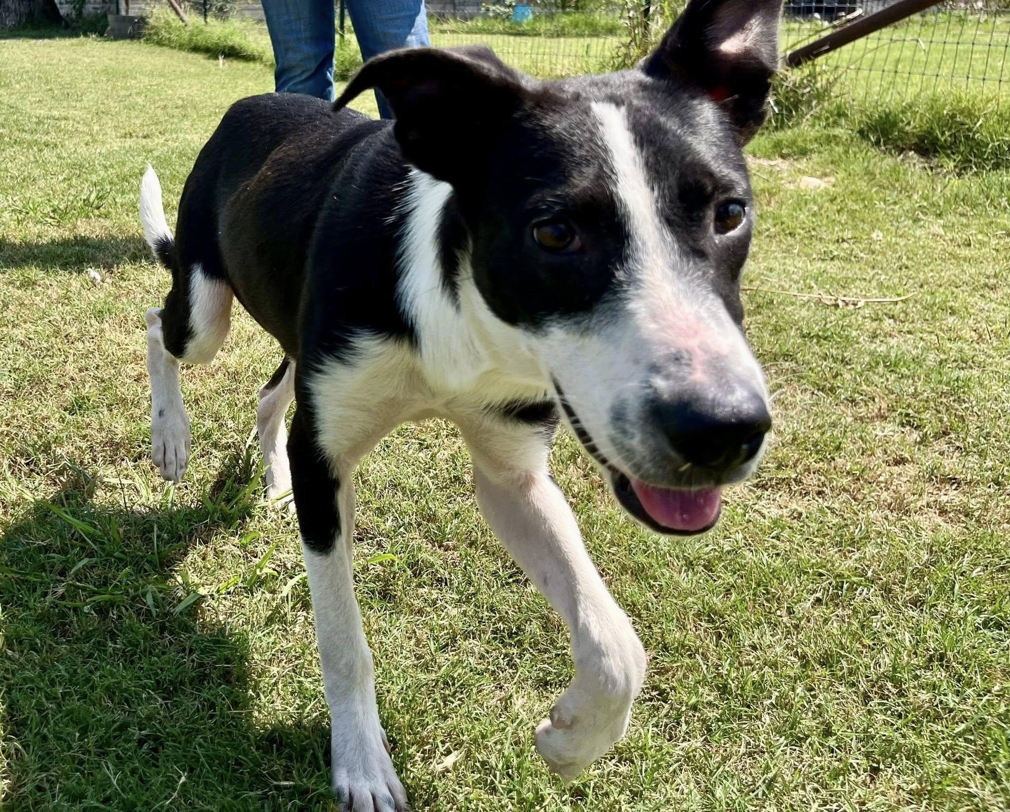 Enlarge Captain, a Adoptable mixed breed in Temple, TX image 3/5