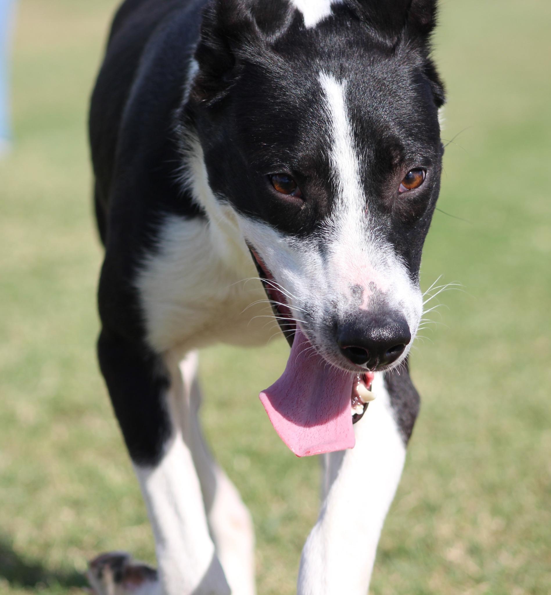 Enlarge Captain, a Adoptable mixed breed in Temple, TX image 4/5