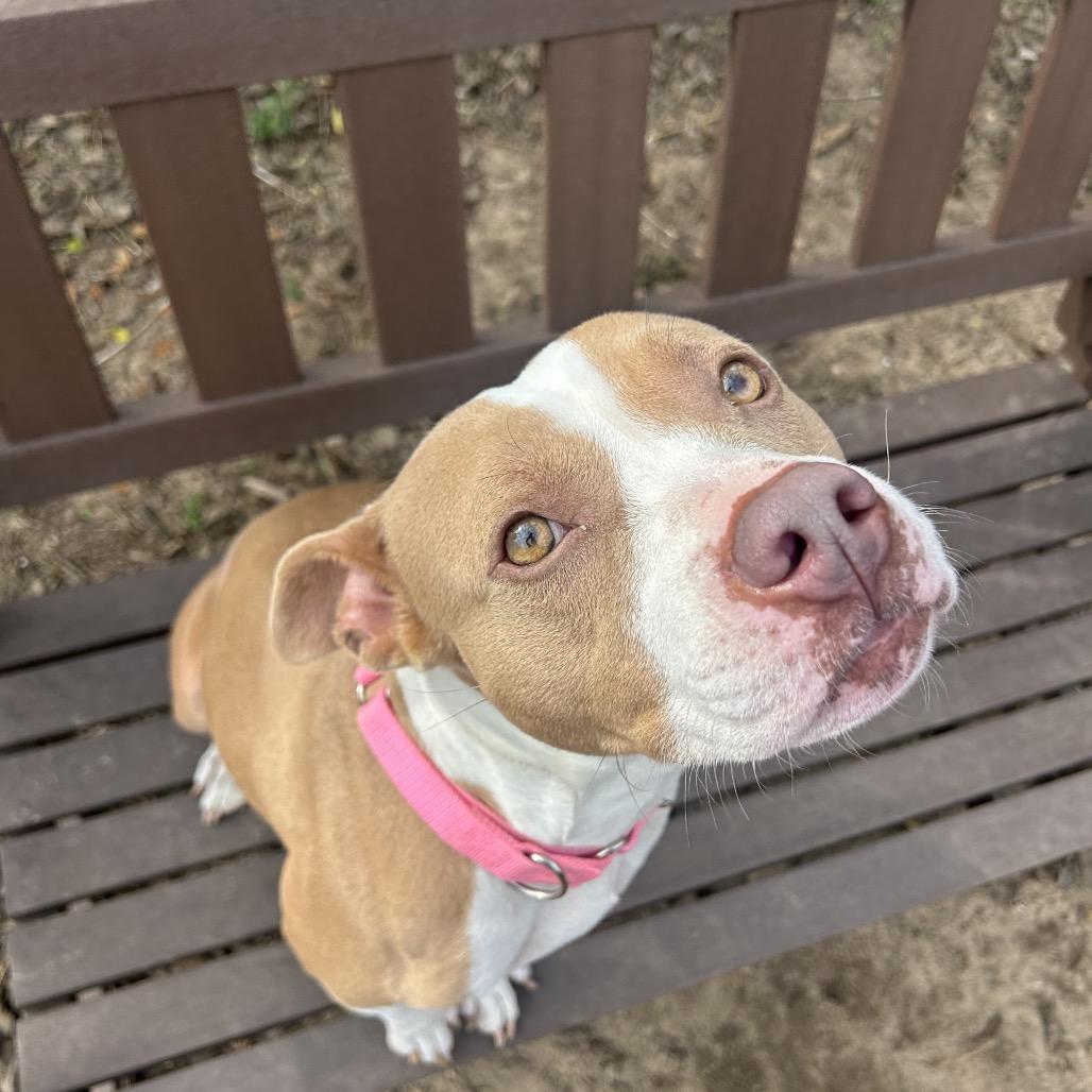 Enlarge Snowflake, a Adoptable Mixed Breed in Pensacola, FL image 1/5