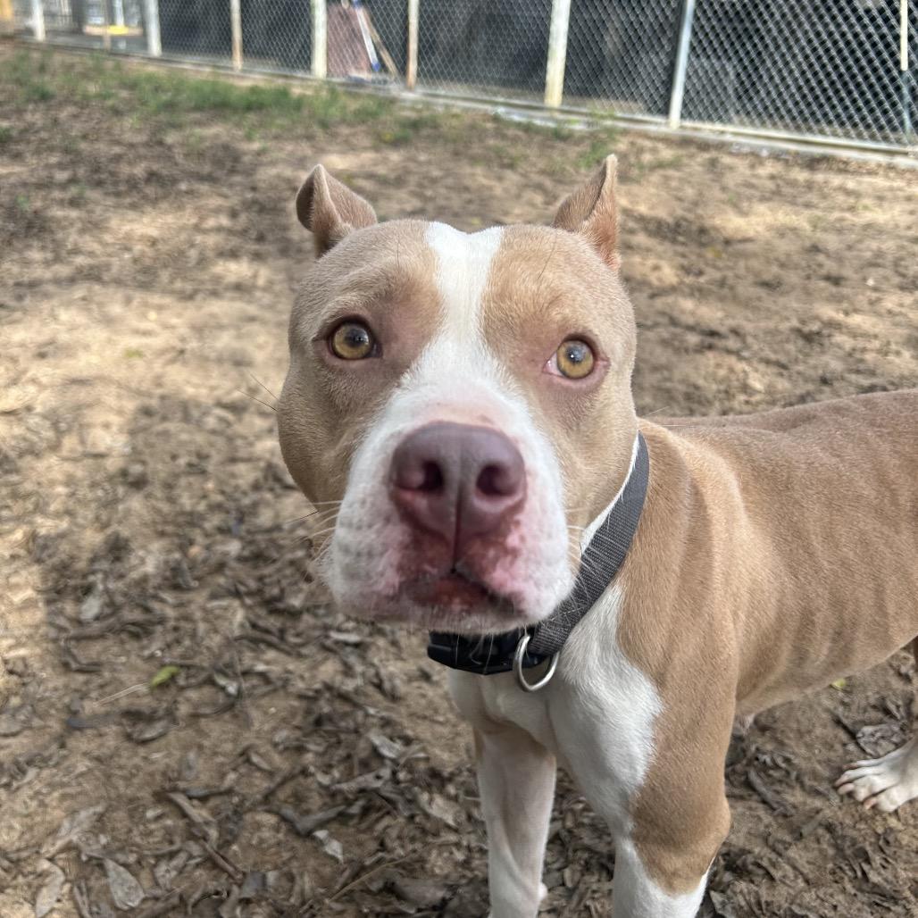 Enlarge Snowflake, a Adoptable Mixed Breed in Pensacola, FL image 2/5