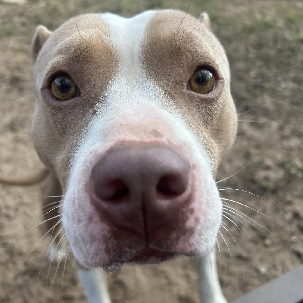 Enlarge Snowflake, a Adoptable Mixed Breed in Pensacola, FL image 3/5