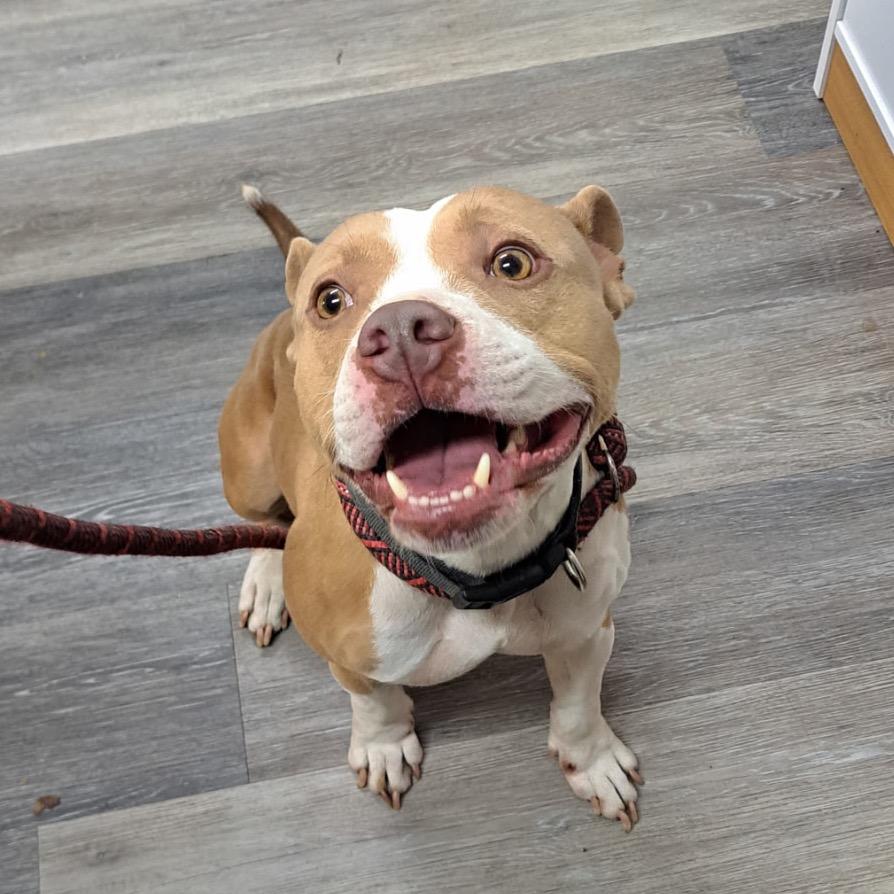 Enlarge Snowflake, a Adoptable Mixed Breed in Pensacola, FL image 4/5