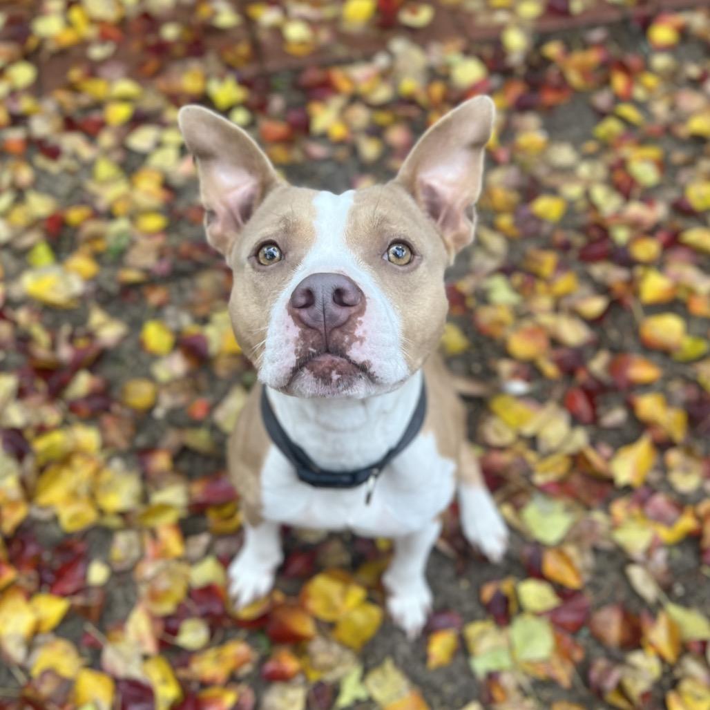 Enlarge Snowflake, a Adoptable Mixed Breed in Pensacola, FL image 5/5