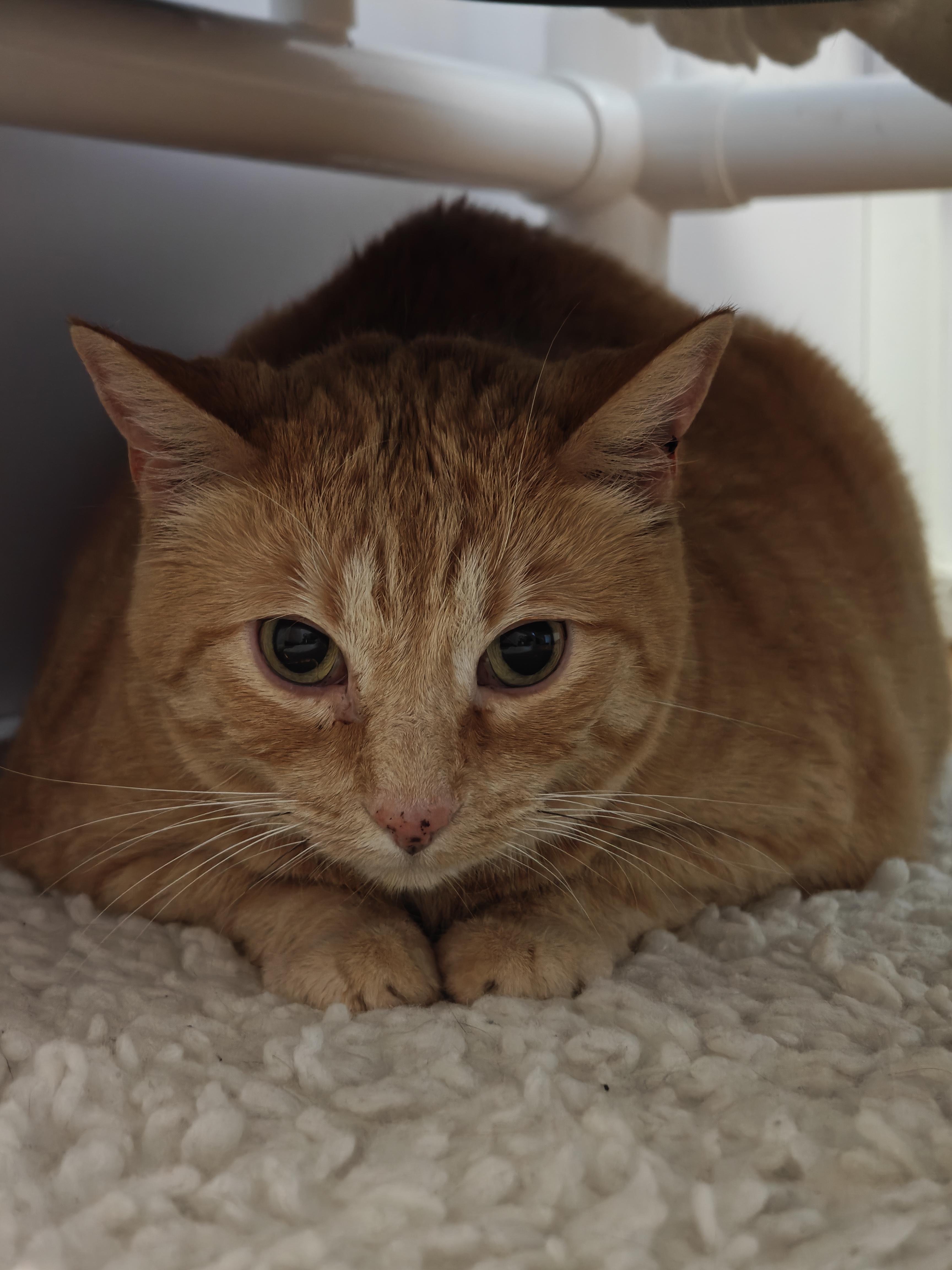 Jimmy, a ADOPTABLE Domestic Short Hair in New Britain, CT image 3/3