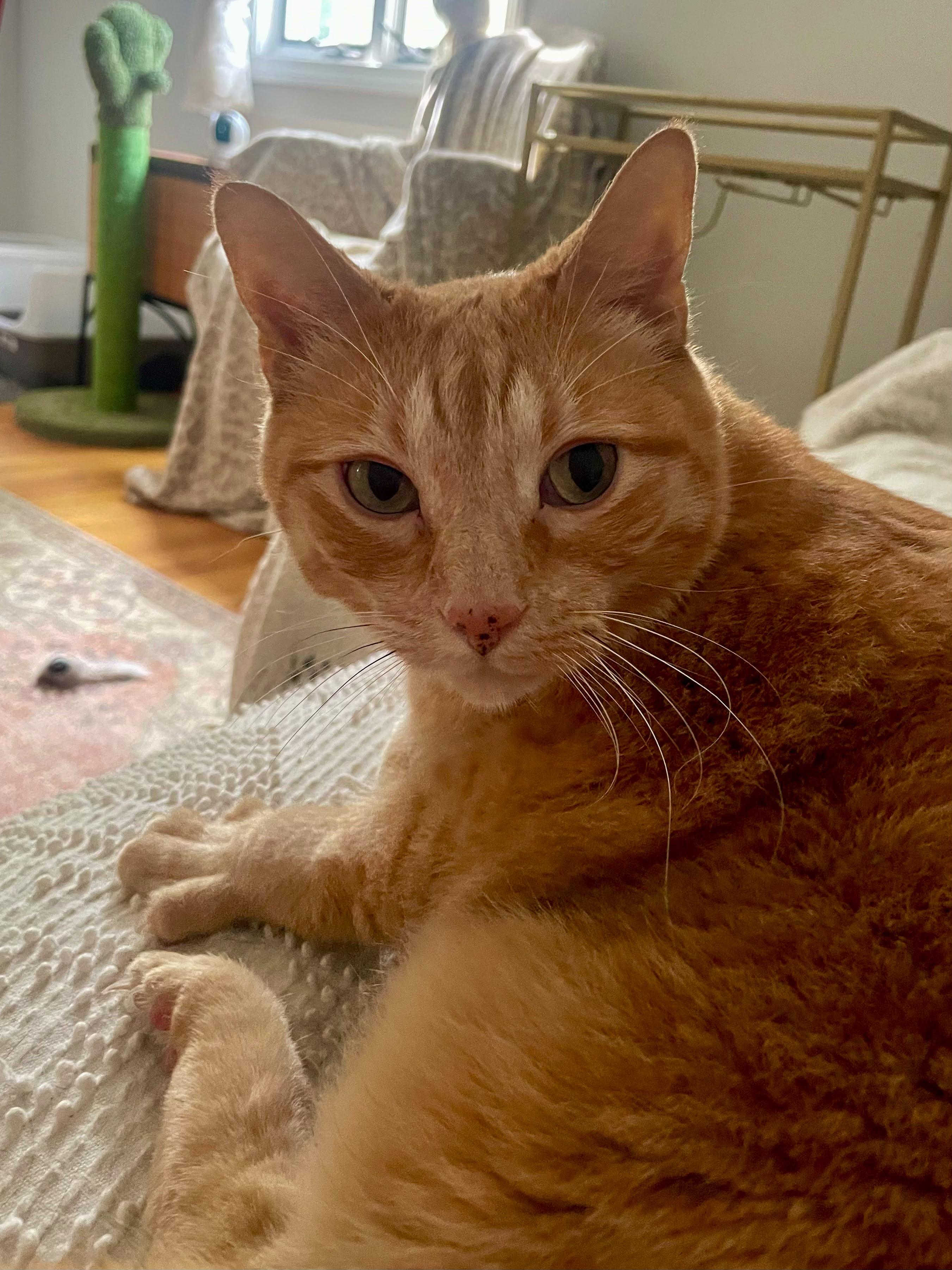 Jimmy, ADOPTABLE, Senior Male Domestic Short Hair.