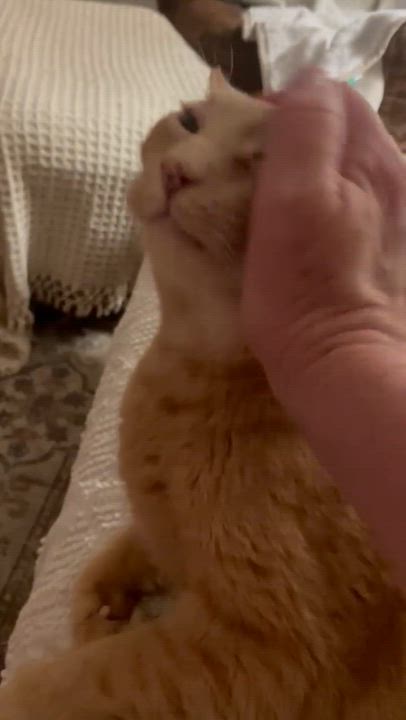 Enlarge Jimmy, a ADOPTABLE Domestic Short Hair in New Britain, CT video 2/3