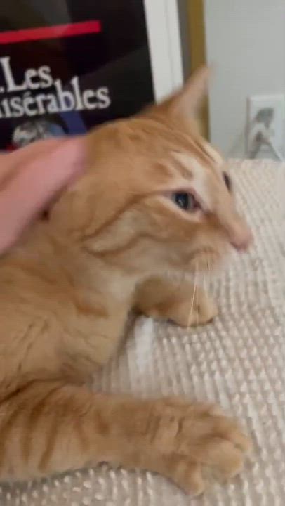 Enlarge Jimmy, a ADOPTABLE Domestic Short Hair in New Britain, CT video 4/4
