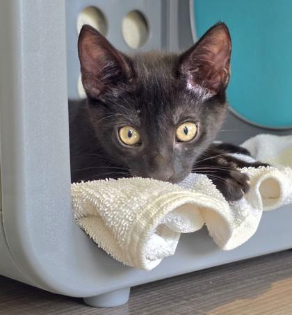 Oba, Adoptable, Kitten Male Domestic Short Hair & Domestic Short Hair.