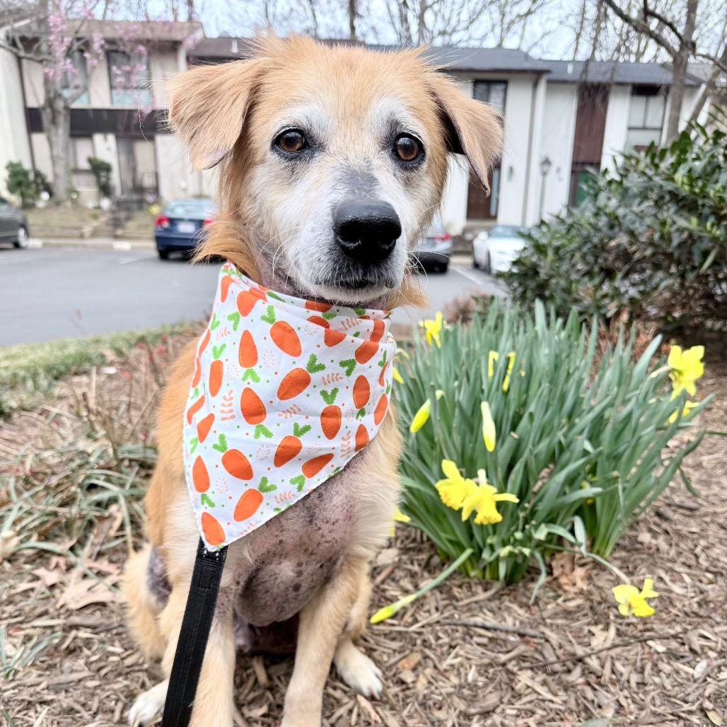 Buddy, Adoptable, Adult Male Spaniel & Beagle.