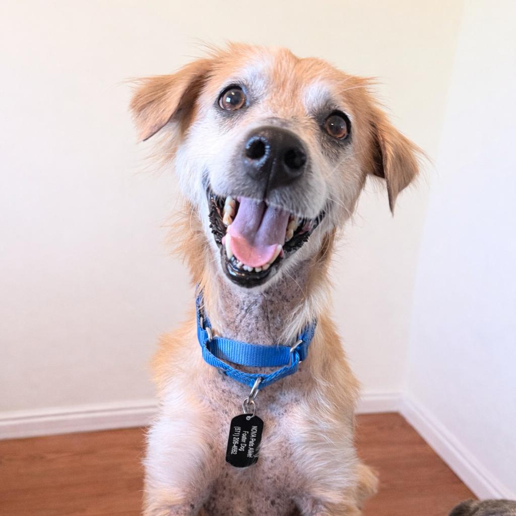 Enlarge Buddy, a Adoptable mixed breed in Fairfax, VA image 2/4