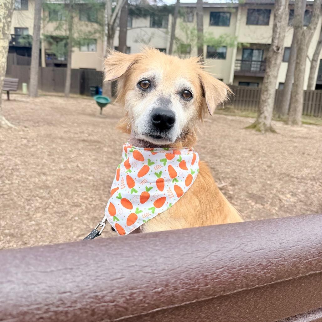 Enlarge Buddy, a Adoptable mixed breed in Fairfax, VA image 3/4