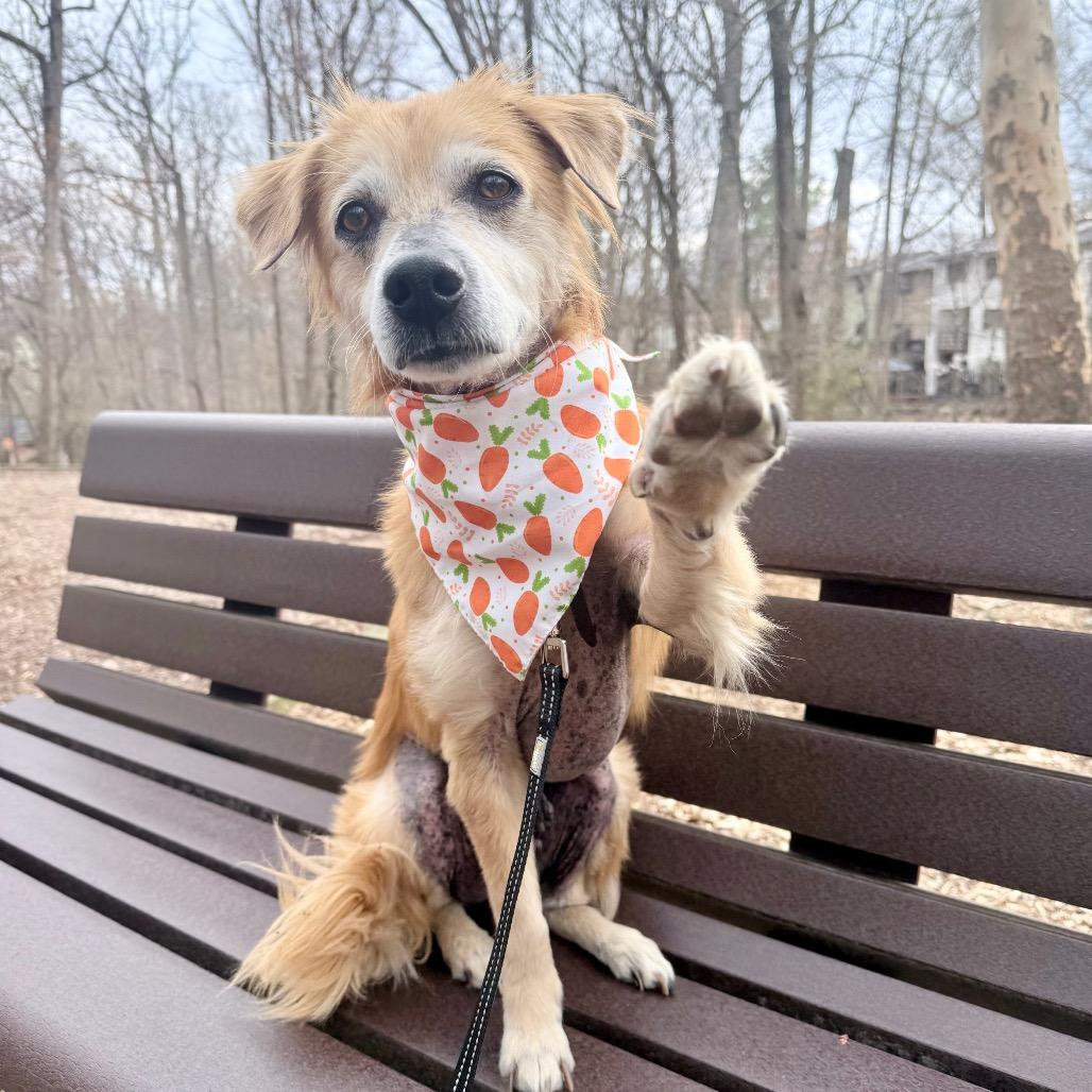 Enlarge Buddy, a Adoptable mixed breed in Fairfax, VA image 4/4