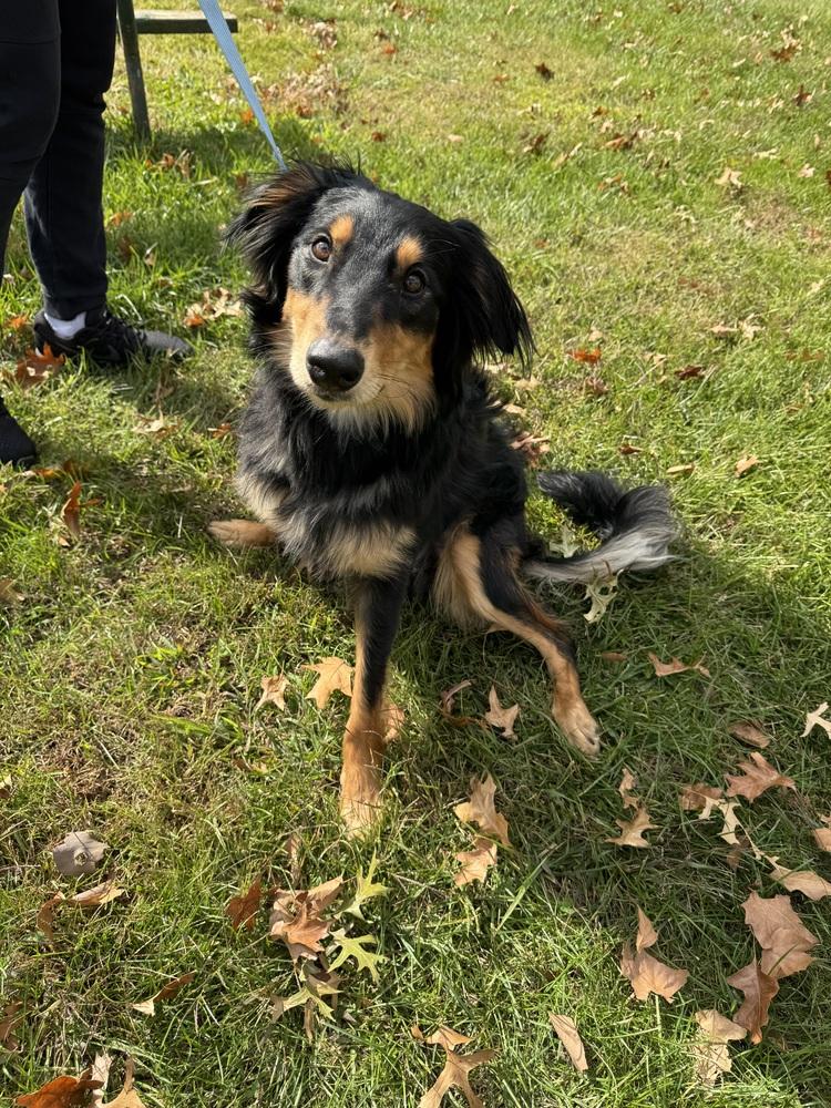 Frenzy Benny, Adoptable, Young Male Australian Shepherd & English Shepherd.