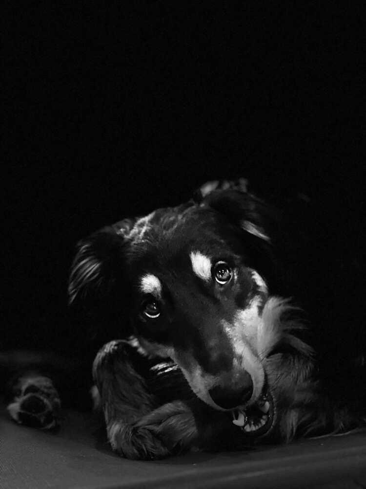 Enlarge Frenzy Benny, a Adoptable mixed breed in Bridgeton, NJ image 2/6