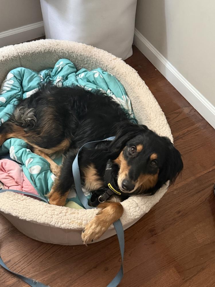 Enlarge Frenzy Benny, a Adoptable mixed breed in Bridgeton, NJ image 2/4