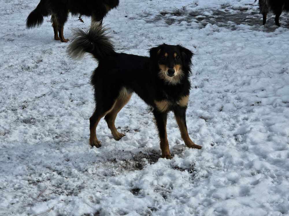 Enlarge Frenzy Benny, a Adoptable mixed breed in Bridgeton, NJ image 3/4