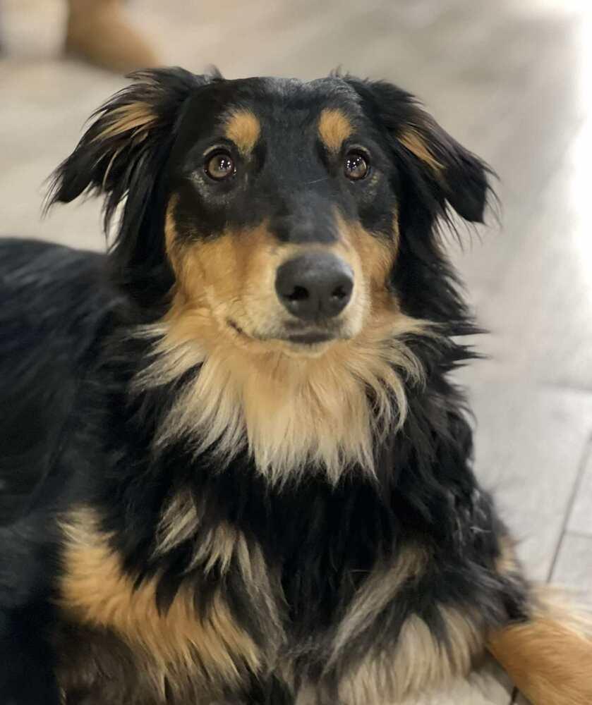 Enlarge Frenzy Benny, a Adoptable mixed breed in Bridgeton, NJ image 3/6