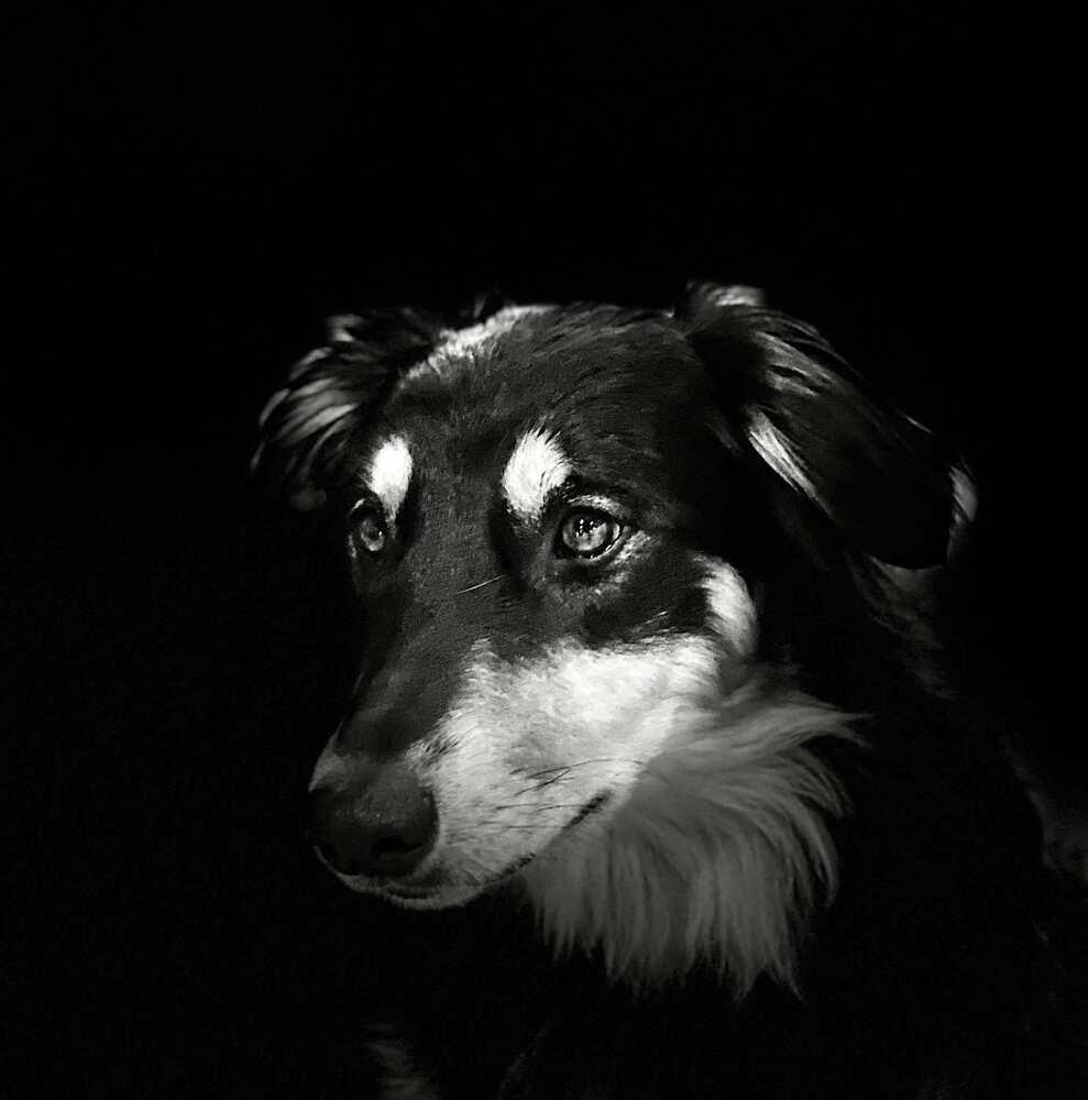 Enlarge Frenzy Benny, a Adoptable mixed breed in Bridgeton, NJ image 4/6