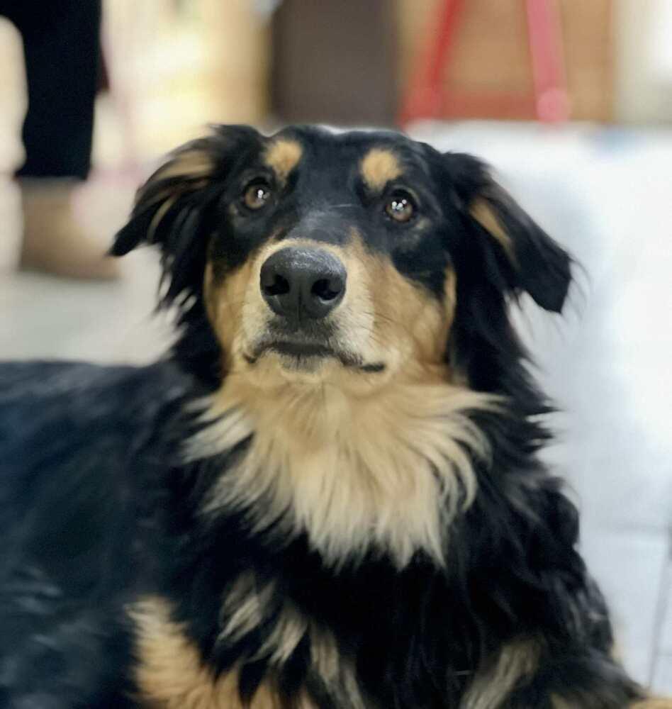 Enlarge Frenzy Benny, a Adoptable mixed breed in Bridgeton, NJ image 5/6