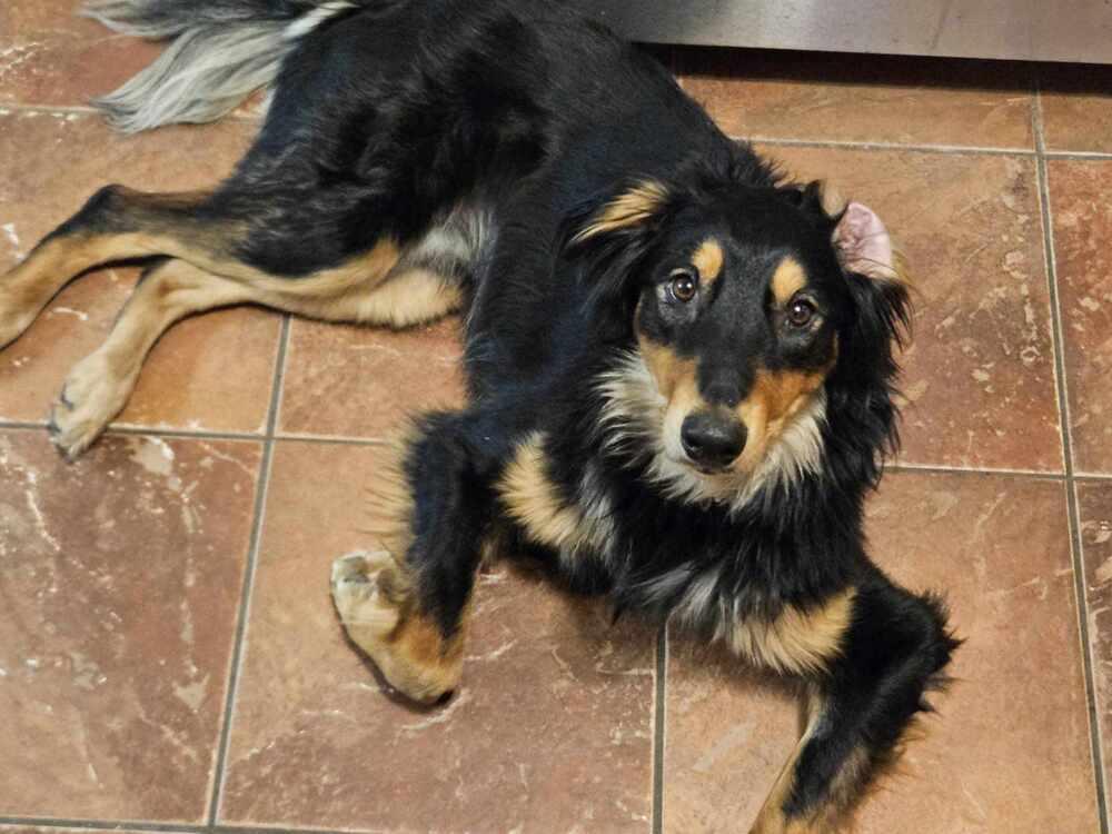 Enlarge Frenzy Benny, a Adoptable mixed breed in Bridgeton, NJ image 4/4