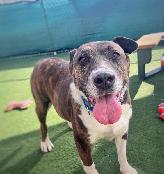 Willie, an adopted Pit Bull Terrier in San Diego, CA image 2/4