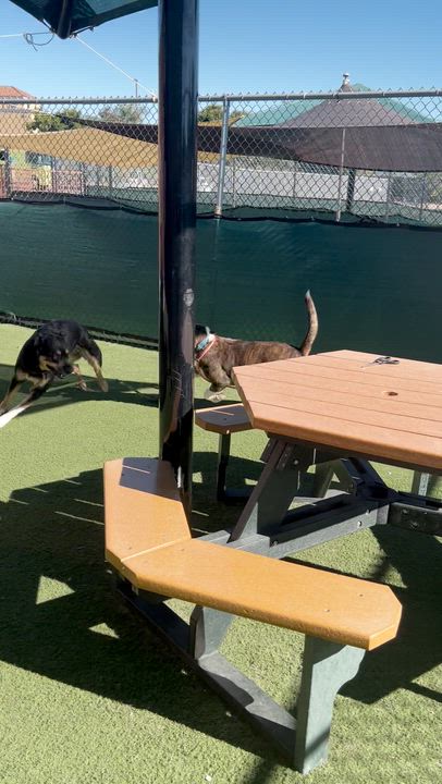 Enlarge Willie, an adopted Pit Bull Terrier in San Diego, CA video 3/4