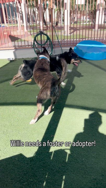 Enlarge Willie, an adopted Pit Bull Terrier in San Diego, CA video 4/4