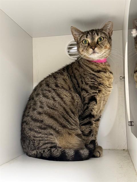 SPEEDY, Adoptable, Young Female Domestic Short Hair.