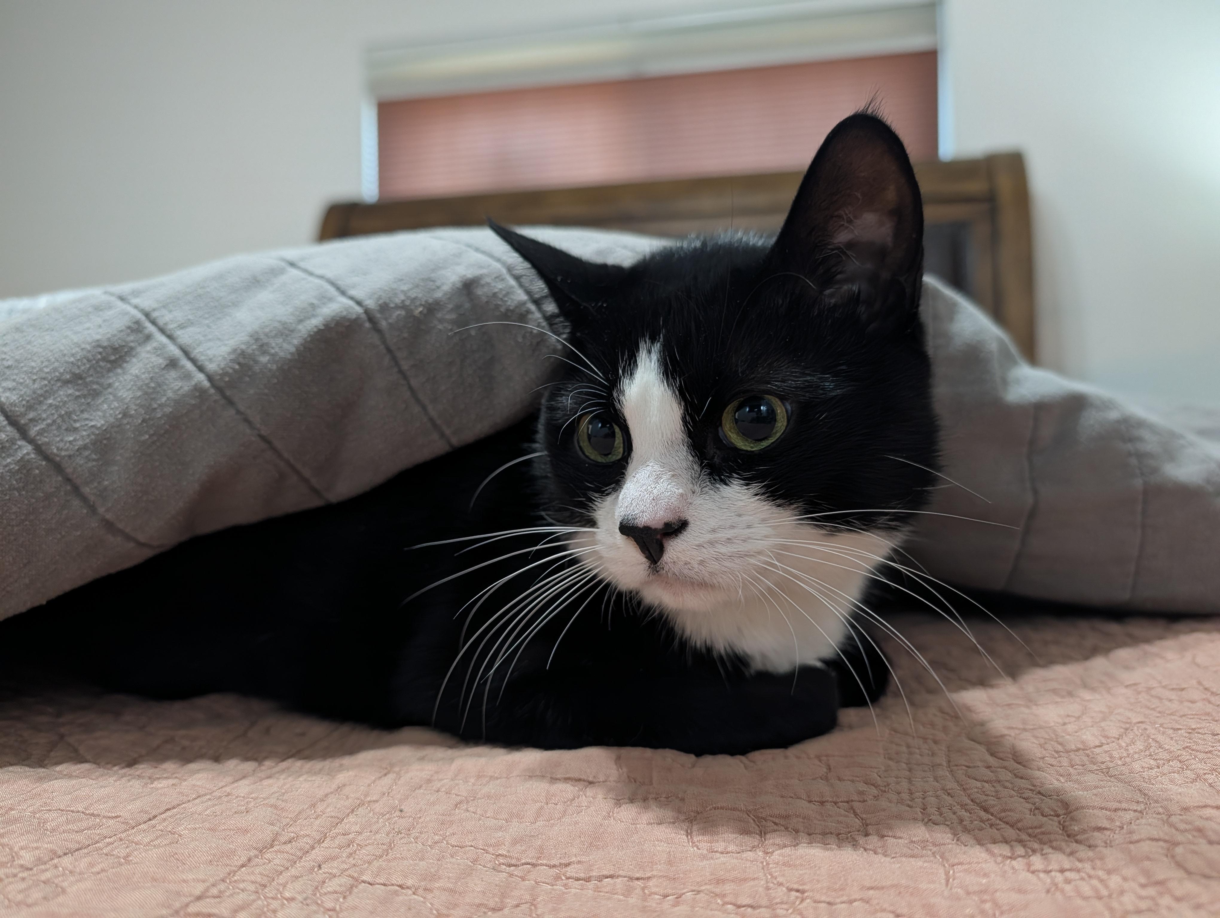 Enlarge Salem, a Adoptable Tuxedo in Keller, TX image 1/2