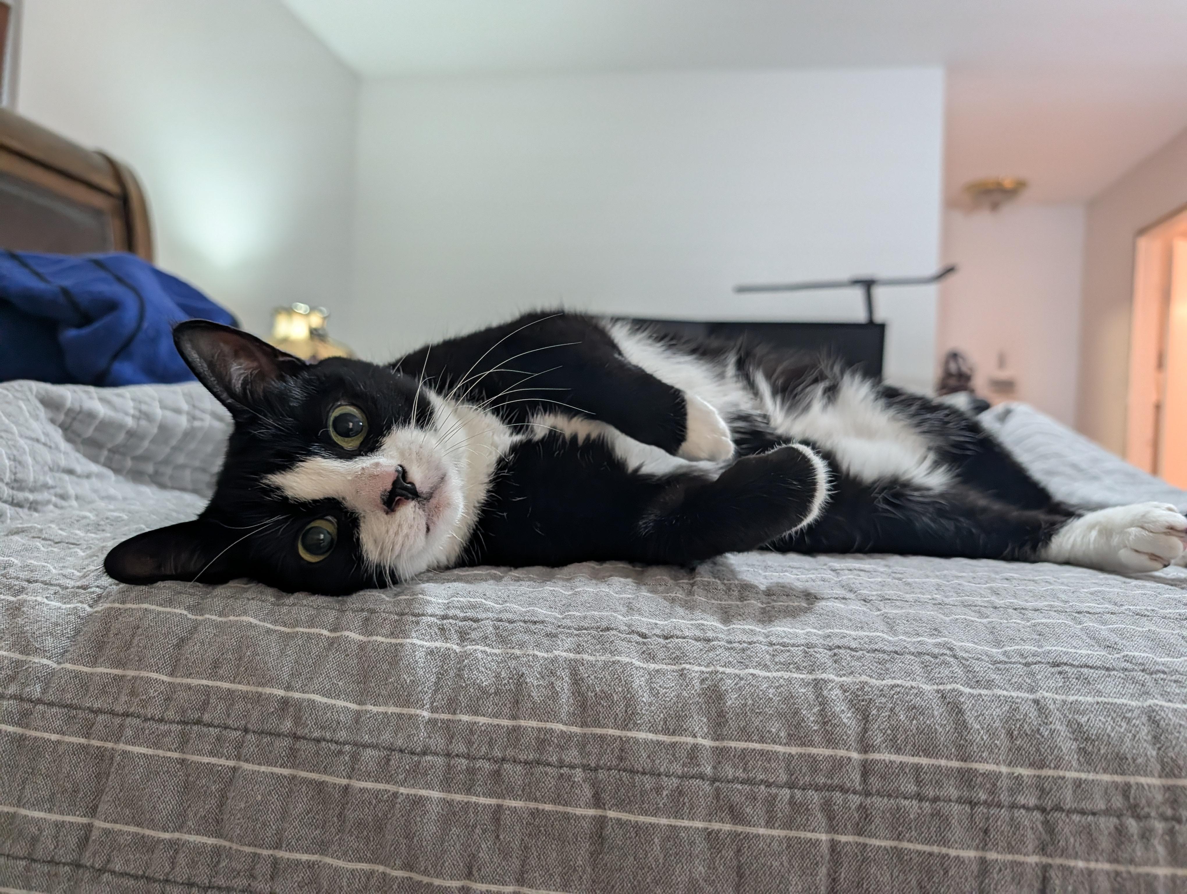 Enlarge Salem, a Adoptable Tuxedo in Keller, TX image 2/2