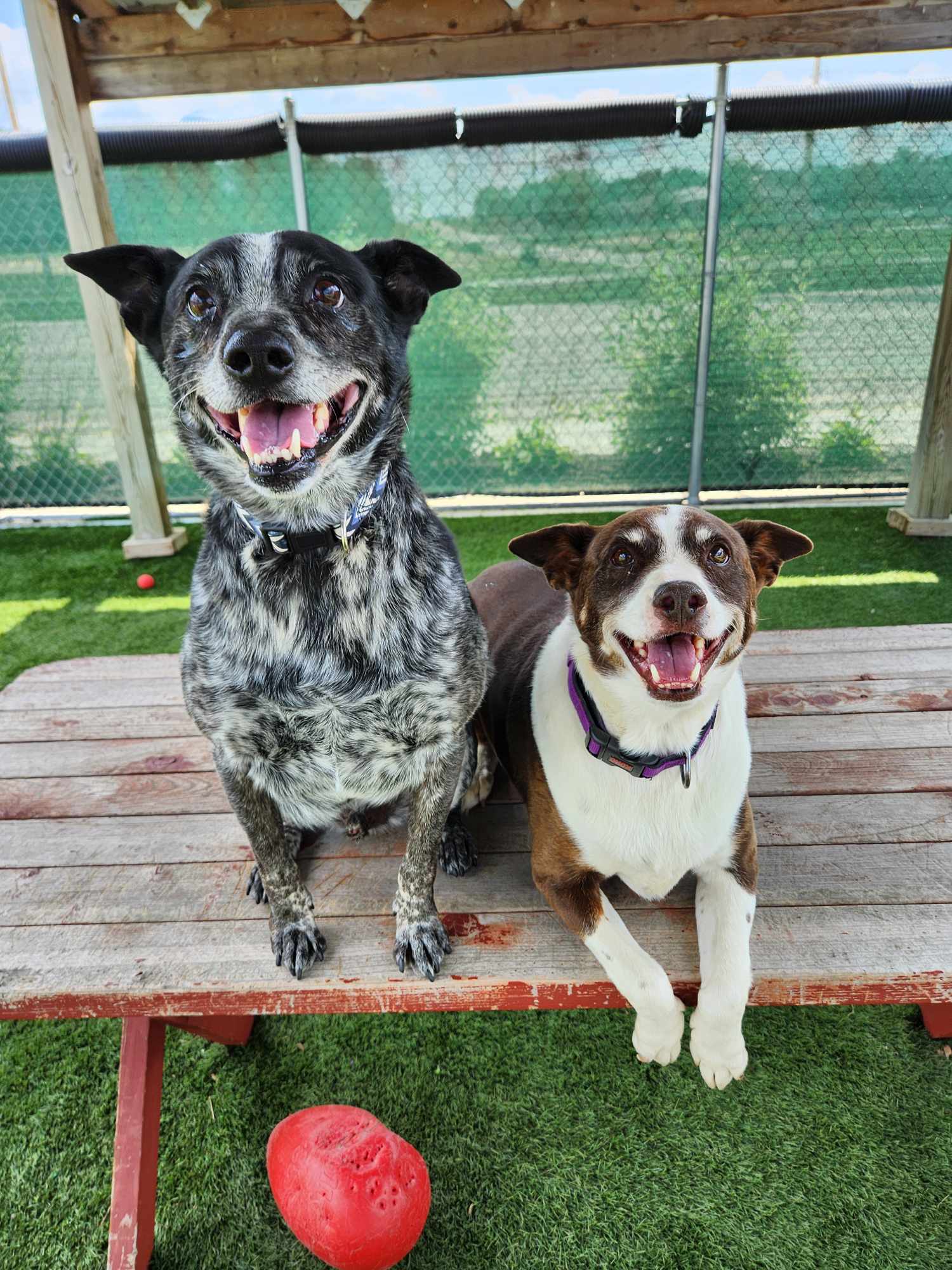 Enlarge Buck & Jojo - In Foster Care!, a Adoptable Australian Cattle Dog / Blue Heeler in Sparta, WI image 3/6