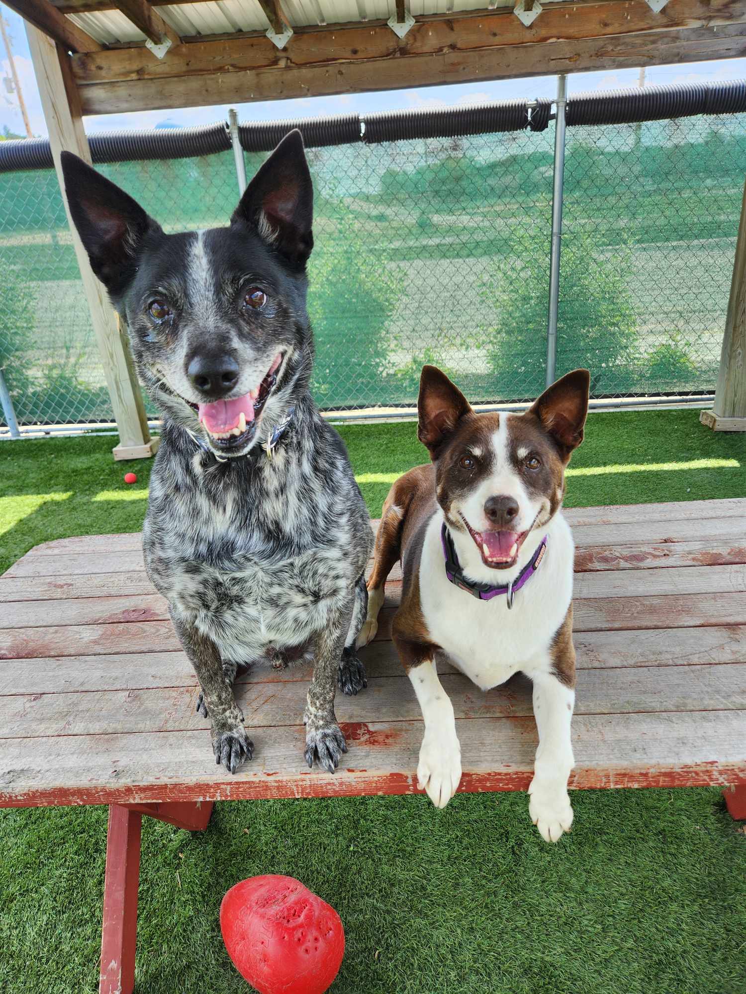 Enlarge Buck & Jojo - In Foster Care!, a Adoptable Australian Cattle Dog / Blue Heeler in Sparta, WI image 6/6