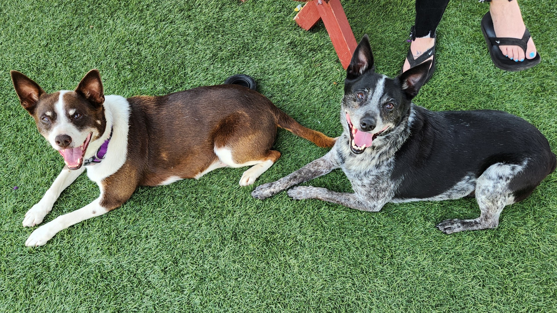 Enlarge Buck & Jojo - In Foster Care!, a Adoptable Australian Cattle Dog / Blue Heeler in Sparta, WI image 4/6