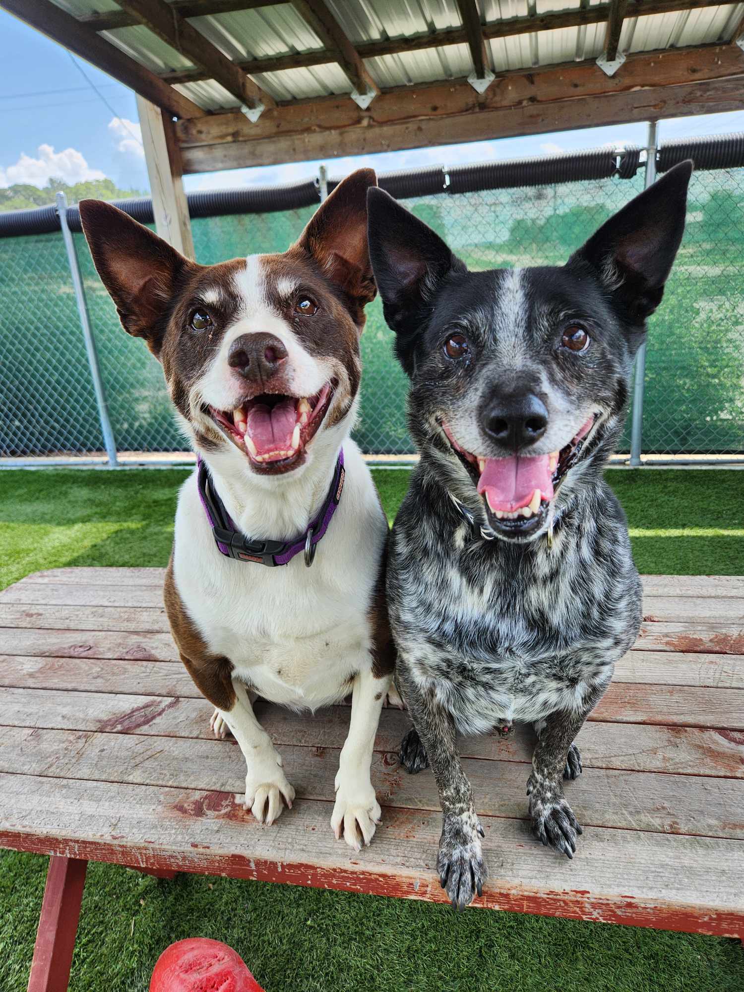 Enlarge Buck & Jojo - In Foster Care!, a Adoptable Australian Cattle Dog / Blue Heeler in Sparta, WI image 2/6