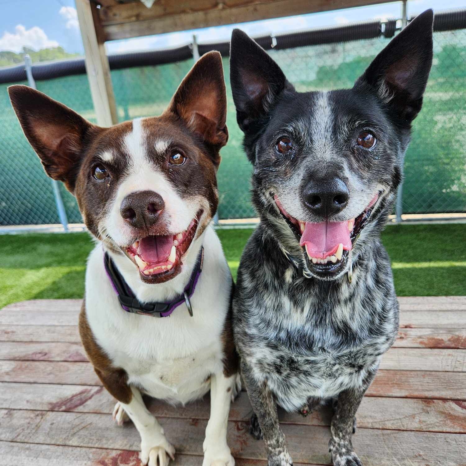 Buck & Jojo - In Foster Care!, Adoptable, Senior Male Australian Cattle Dog / Blue Heeler.