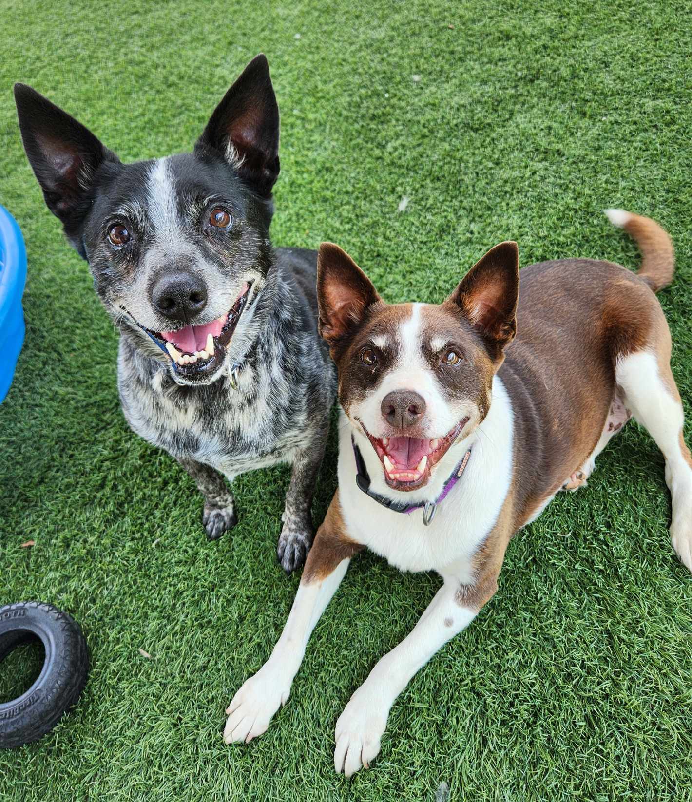 Enlarge Buck & Jojo - In Foster Care!, a Adoptable Australian Cattle Dog / Blue Heeler in Sparta, WI image 5/6