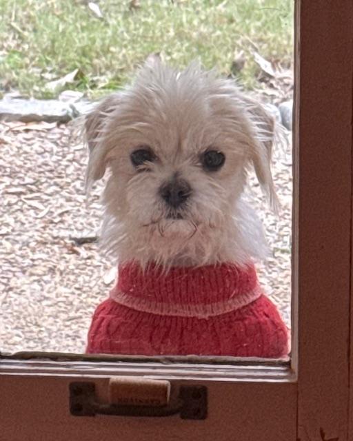 Finley, an adopted Maltese in Memphis, TN image 1/6
