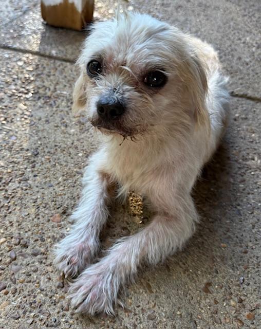 Finley, an adopted Maltese in Memphis, TN image 3/6