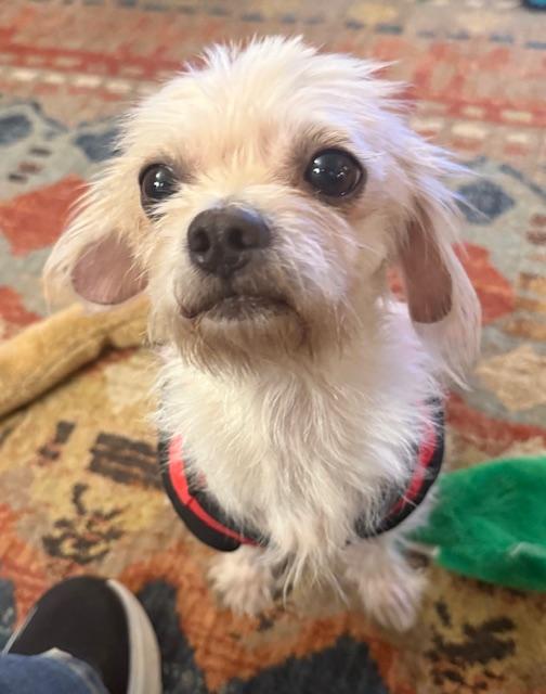 Finley, an adopted Maltese in Memphis, TN image 4/6