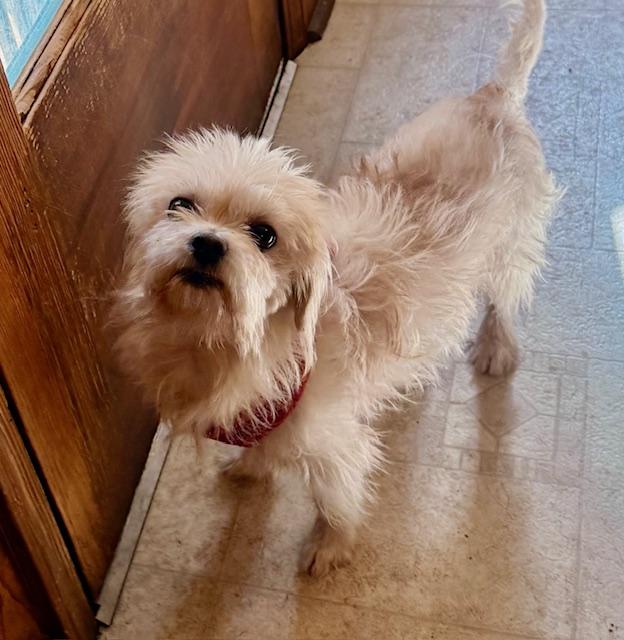 Finley, an adopted Maltese in Memphis, TN image 6/6