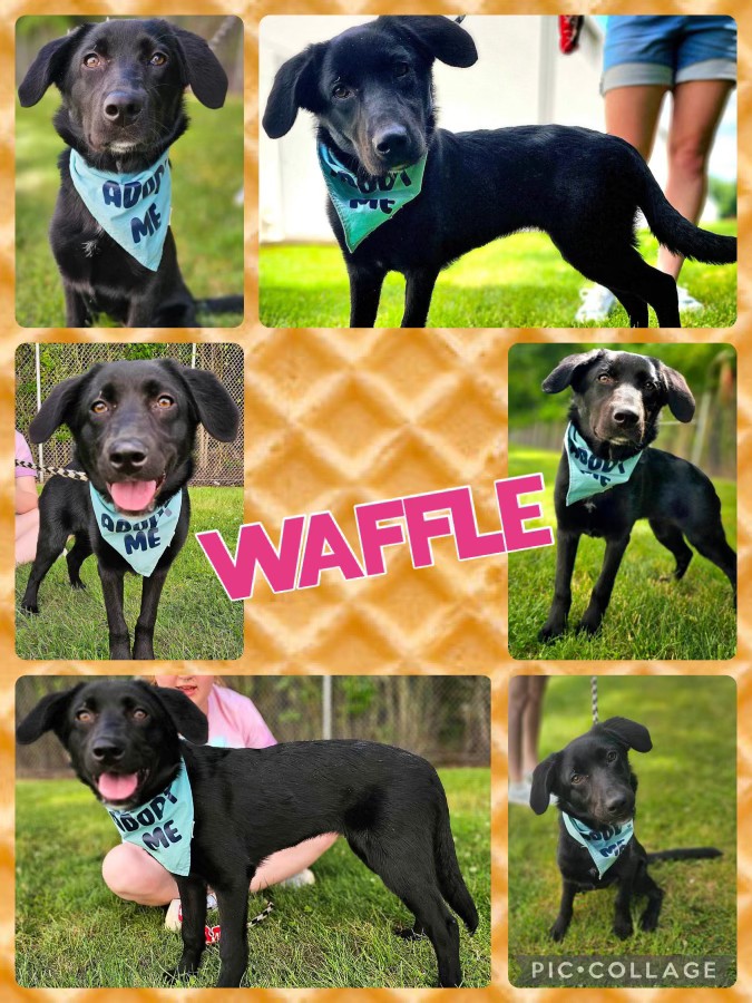 Dog for adoption Waffle, a Golden Retriever & Labrador Retriever Mix