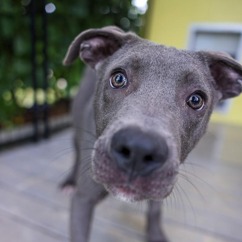 Enlarge Blue Moon, a Adoptable Mixed Breed in Bradenton, FL image 1/3