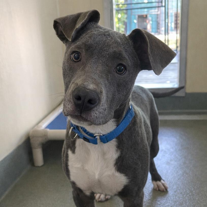 Enlarge Blue Moon, a Adoptable Mixed Breed in Bradenton, FL image 2/3