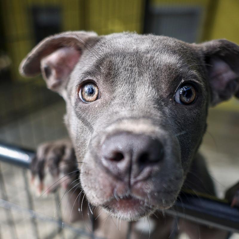 Enlarge Blue Moon, a Adoptable Mixed Breed in Bradenton, FL image 3/3